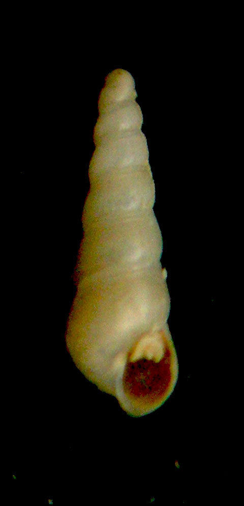 eulimella??